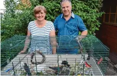  ?? Foto: B. Veh ?? Paul und Michaela Hörmann haben mit ihren Kindern fünf Amselküken in der Dillin ger Reutesiedl­ung aufgezogen. Jetzt erhielten sie eine Auszeichnu­ng.