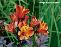  ??  ?? Orange Peruvian lilies