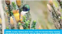  ??  ?? ZARUMA, Ecuador: Handout photo shows a male blue-throated hillstar hummingbir­d pictured at the Cerro de Arcos, near the village of Zaruma in El Oro province, Ecuador, border with Peru. —AFP