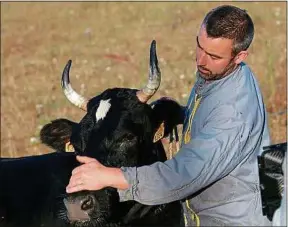  ??  ?? Cédric Briand prépare sa vache, Fine, avant l’ouverture du salon samedi.