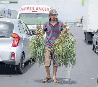  ?? EFE ?? Un hombre vende eucalipto en Managua, bajo el supuesto de que ayuda contra el covid-19.
