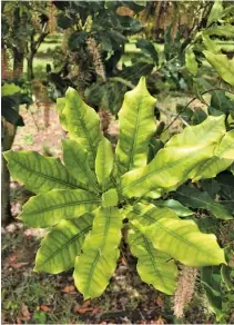  ?? Lindi Botha ?? ABOVE:
High levels of phosphorus can lead to an iron deficiency in a macadamia tree, resulting in a gradual yellowing of the leaves.