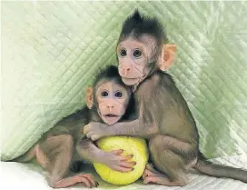  ?? [AP PHOTO] ?? In this undated photo provided by the Chinese Academy of Sciences, cloned monkeys Zhong Zhong and Hua Hua sit together with a fabric toy.