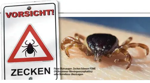  ??  ?? Fiese Blutsauger: Zecken können FSME (Frühsommer-Meningoenz­ephalitis) oder Borreliose übertragen.