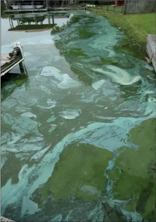  ?? The Sentinel-Record/Richard Rasmussen ?? BACTERIA: An algal bloom was visible in the 400 block of Joy Drive, near where Little Mazarn Creek flows into Lake Hamilton, on Monday.