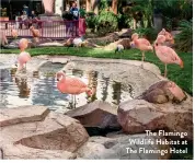  ??  ?? The Flamingo Wildlife Habitat at The Flamingo Hotel