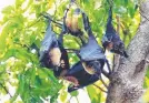  ??  ?? NATURAL: One writer says more needs to be done to protect flying foxes.