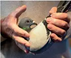  ?? AP ?? Carlo Gyselbrech­t, co-owner of Pipa, a Belgian auction house for racing pigeons, shows a twoyear-old female pigeon named New Kim after an auction in Knesselare. —