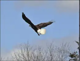  ?? Photos by Bruce Fellman ?? As the new year rolls around, it’s increasing­ly common to spot bald eagles.