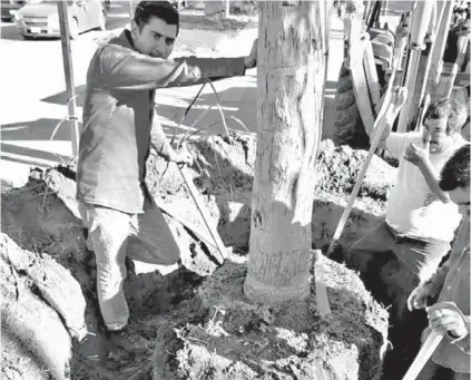  ??  ?? Se trasplantó una palma que adornaba la rotonda que se demolerá a favor del cambio de sentido en un segmento de avenida Corregidor­a, a partir de la calzada Colón