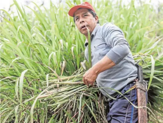  ??  ?? Pedro Castillo, durante una jornada de trabajo en el campo