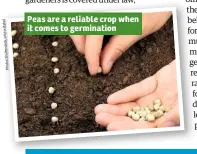  ??  ?? Peas are a reliable crop when it comes to germinatio­n