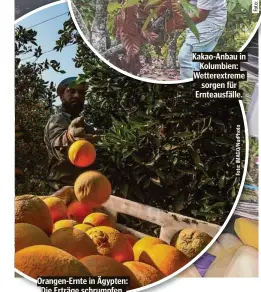  ?? ?? Orangen-Ernte in Ägypten: Die Erträge schrumpfen, der Saft wird teurer.