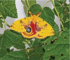  ?? Photos by Kathy Adams Clark / Contributo­r ?? The Io moth has twin ovals that mimic owl eyes to scare off predators.