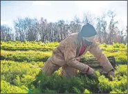  ??  ?? Kretschman­n harvests dill.