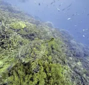  ?? SAM MCNEIL/AP FILE ?? A sea turtle swims off the coast of Queensland, Australia. A U.N. treaty will create a new body to manage conservati­on of ocean life.