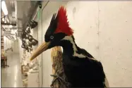  ?? AP PHOTO/HAVEN DALEY ?? An ivory-billed woodpecker specimen is on a display at the California Academy of Sciences in San Francisco, Friday, Sept. 24, 2021. Death’s come knocking a last time for the splendid ivory-billed woodpecker and 22assorted birds, fish and other species: The U.S. government is declaring them extinct. It’s a rare move for wildlife officials to give up hope on a plant or animal, but government scientists say they’ve exhausted efforts to find these 23.