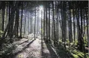 ?? IGOR DUDKOVSKIY/AP ?? Morning sun shines through a forest on Sakhalin Island in Russia’s Far East. Authoritie­s have set a goal of making the island carbon neutral by 2025.