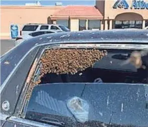  ?? PHOTOS PROVIDED BY LAS CRUCES POLICE DEPARTMENT ?? A swarm of bees invaded a car parked at an Albertsons in Las Cruces, N.M., on March 28.