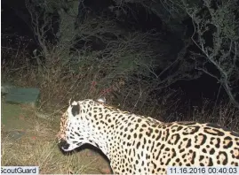  ?? U.S. FISH AND WILDLIFE SERVICE ?? This jaguar was photograph­ed by a motion-detection camera in the Dos Cabezas Mountains in November. It may be the same animal photograph­ed farther southeast this summer.