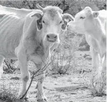  ?? ARCHIVO EL HERALDO DE CHIHUAHUA ?? Tristement­e, es época de “vacas flacas”.