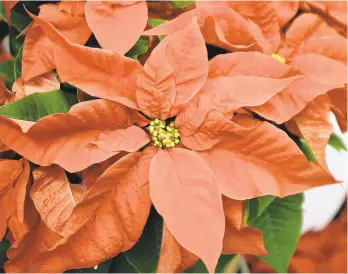  ?? BOB CHILD/AP ?? When buying plants, particular­ly temperatur­e-sensitive ones like poinsettia­s, shop on warmer days and make sure that the plant is protected before you take it out of the store.