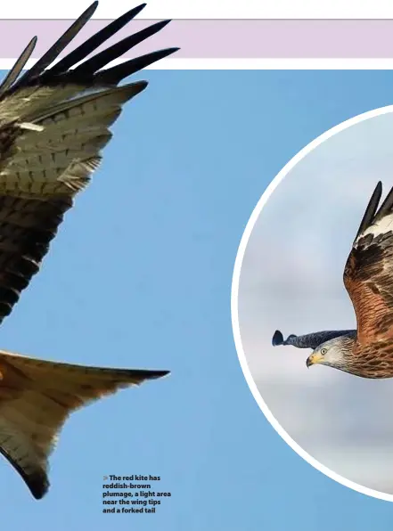  ??  ?? > The red kite has reddish-brown plumage, a light area near the wing tips and a forked tail