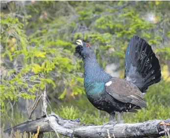  ?? FOTO: IMAGO IMAGES ?? Dieser balzende Auerhahn ist ein Prachtexem­plar.