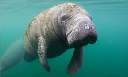  ?? Photograph: Brent Durand/Getty Images ?? A manatee swims just below the surface in Crystal River, Florida, where ‘unguided boaters and swimmers have had a detrimenta­l effect on the environmen­t.’