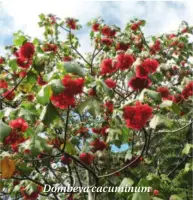  ??  ?? Dombeya cacuminum