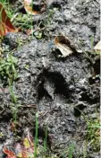  ??  ?? Auf Spurensuch­e: Der frische Abdruck eines Rehs im matschigen Waldboden.