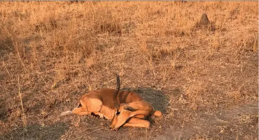  ??  ?? Headed for a trophy hunter’s wall: An impala, shot in Zambia under the supervisio­n of profession­al hunters from South Africa and Namibia