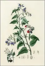 ??  ?? TOMATOES
Brandywine Heirloom
Solanum lycopersic­um