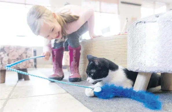  ?? MICHAEL BELL ?? Finley Vanthuyne plays with Gaucho at VegaBoo Cat Haven. VegaBoo’s cats are from the Regina Humane Society, and people can adopt one right at the café.