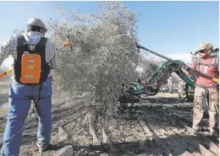  ?? // JAIME GARCÍA ?? La cooperativ­a Oleoestepa, productora de aceite de oliva virgen