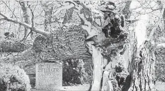  ?? JOHN RENNISON THE HAMILTON SPECTATOR ?? A tree rests on top of a tombstone in Woodlawn Cemetery.