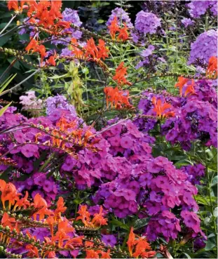  ??  ?? Phlox and crocosmia planted together create a striking and vivid combinatio­n for the July garden.