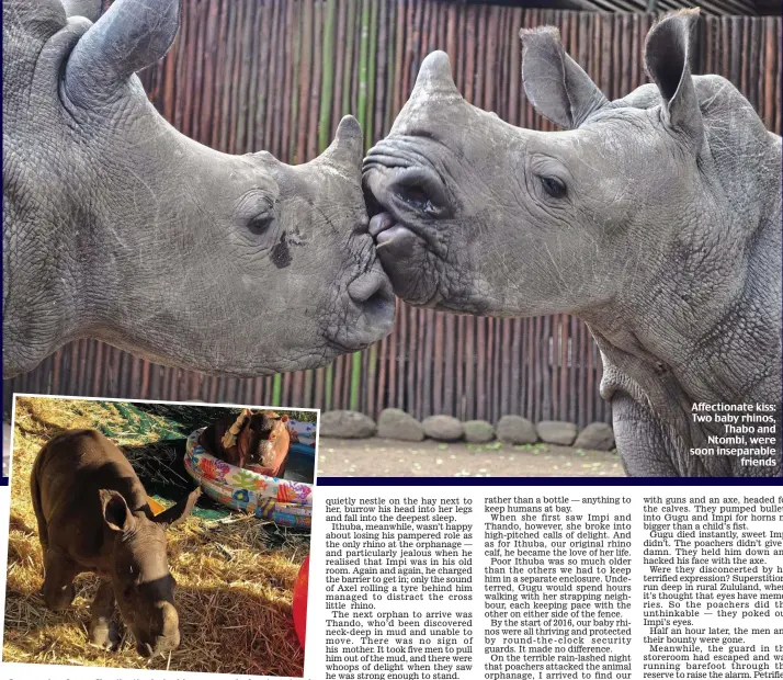  ??  ?? Conquering fears: Charlie, the baby hippo scared of water, stands bravely in his paddling pool with his rhino pal Makhosi nearby Affectiona­te kiss: Two baby rhinos, Thabo and Ntombi, were soon inseparabl­e friends