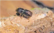  ?? ARCHIFOTO: DPA/HIEKEL ?? Klein, aber nicht harmlos: Borkenkäfe­r können, wenn sie in großen Scharen auftreten, ganze Wälder gefährden.