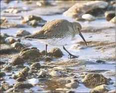  ?? Brian A. Pounds / Hearst Connecticu­t Media ?? A sandpiper feeds in the intertidal zone on Milford Point in Milford on Dec. 3.