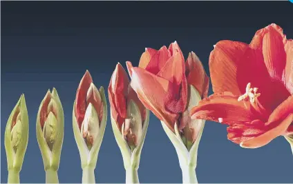  ??  ?? Time lapse of Amaryllis flower.