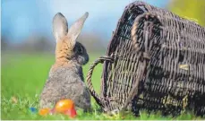  ?? FOTO: PATRICK PLEUL/DPA ?? Der Osterhase versteckt wieder viele bunte Eier im Rosengarte­n von Schloss Großlauphe­im.