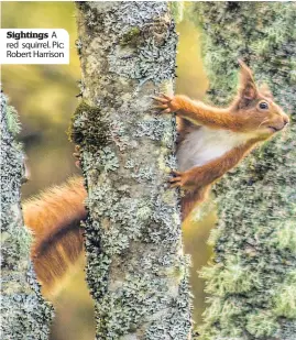  ??  ?? Sightings A red squirrel. Pic: Robert Harrison