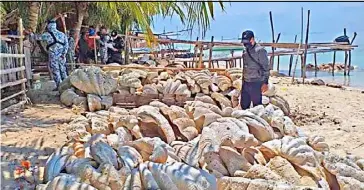  ?? PHOTOGRAPH COURTESY OF PCG ?? OPERATIVES of PCG and other government agencies seized some 200 tons of fossilized giant clams, with an estimated value P1.2 billion, which resulted in the arrest of suspected poachers in Roxas, Palawan.