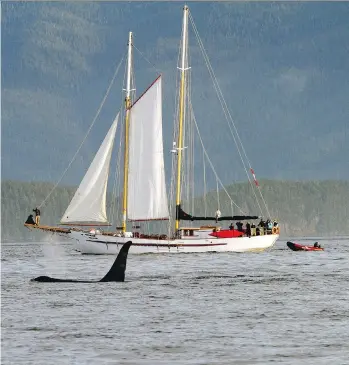  ?? KEVIN J. SMITH/ MAPLE LEAF ADVENTURES ?? Guests aboard the Maple Leaf experience the thrill of an orca sighting.