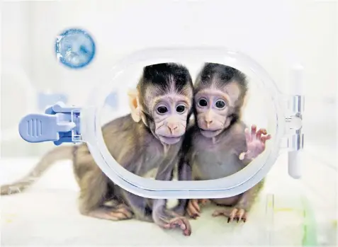  ?? ?? Prof Guojie Zhang, right, a scientist at the University of Copenhagen, led a study that exposed monkeys to extreme altitudes with the hope of developing drugs that stop brain damage for soldiers