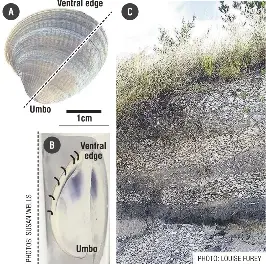 Shells find purpose long after low tide - PressReader