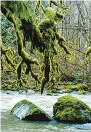  ?? ?? A path takes visitors down to the Raging River, where the lichen-coated tree trunks dangling over the water are marvels.