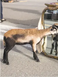  ??  ?? A baby lamb named Coco looks at herself in a mirror for sale at the Alameda Point Antiques Faire. Owner Jolie Brown brought along Coco to keep her company while selling books, vinyl albums and other antiques at the faire.