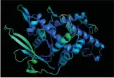  ??  ?? A computer model of a folded protein